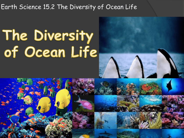 Section 15.2 the diversity of ocean life