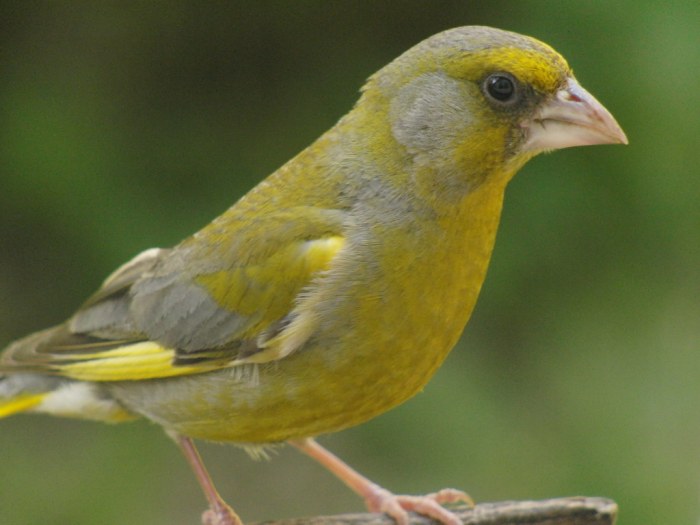 Green finch and linnet bird sheet music