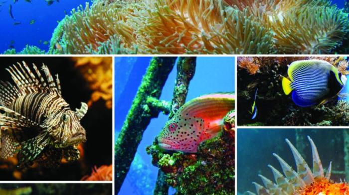 Section 15.2 the diversity of ocean life