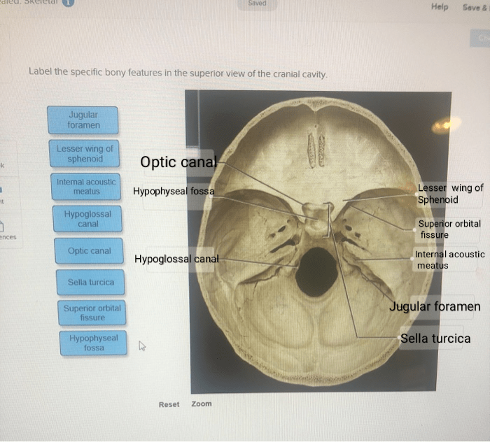 Skull lateral human brain case anatomy bones parts major figure