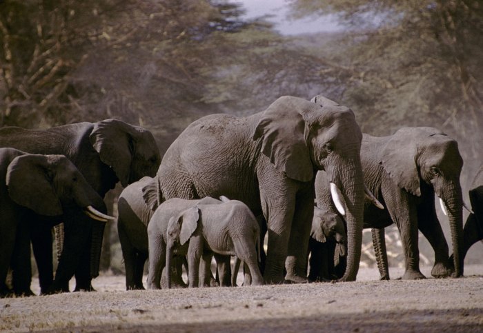 Elephant tusks elephants forage