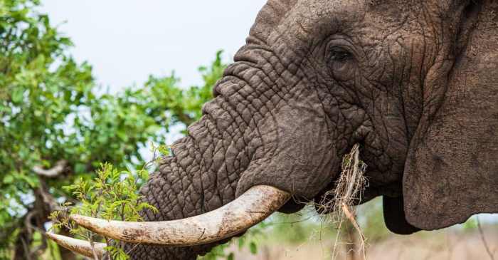 Why do elephants have ivory tusks answer key