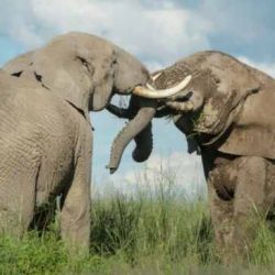 Why do elephants have ivory tusks answer key