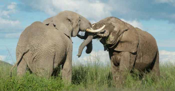 Why do elephants have ivory tusks answer key